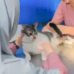 Biaya Periksa Dokter Hewan Malang