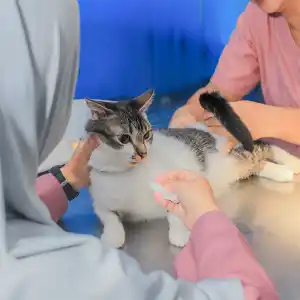 Berapa Biaya Periksa ke Dokter Hewan di Malang? Ini yang Menentukan Harganya