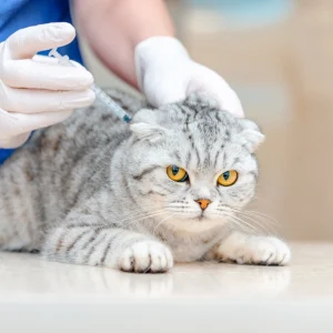 Jadwal Vaksin Kucing dan Anjing: Kapan Waktu yang Tepat?
