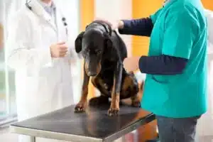 Bedah Endoskopi Veteriner: Teknologi Minim Sayatan untuk Diagnosa dan Terapi Hewan