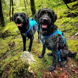 Penggantian Sendi Panggul pada Anjing (Total Hip Replacement): Solusi Definitif untuk Hip Dysplasia dan Arthritis Berat