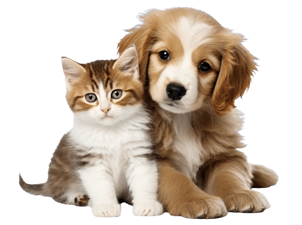 Kucing dan anjing sehat, pasien Klinik Hewan Satwa Sehat