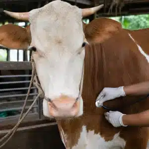 Kapan Sapi Perlu Tes Lab? Kenali Tandanya